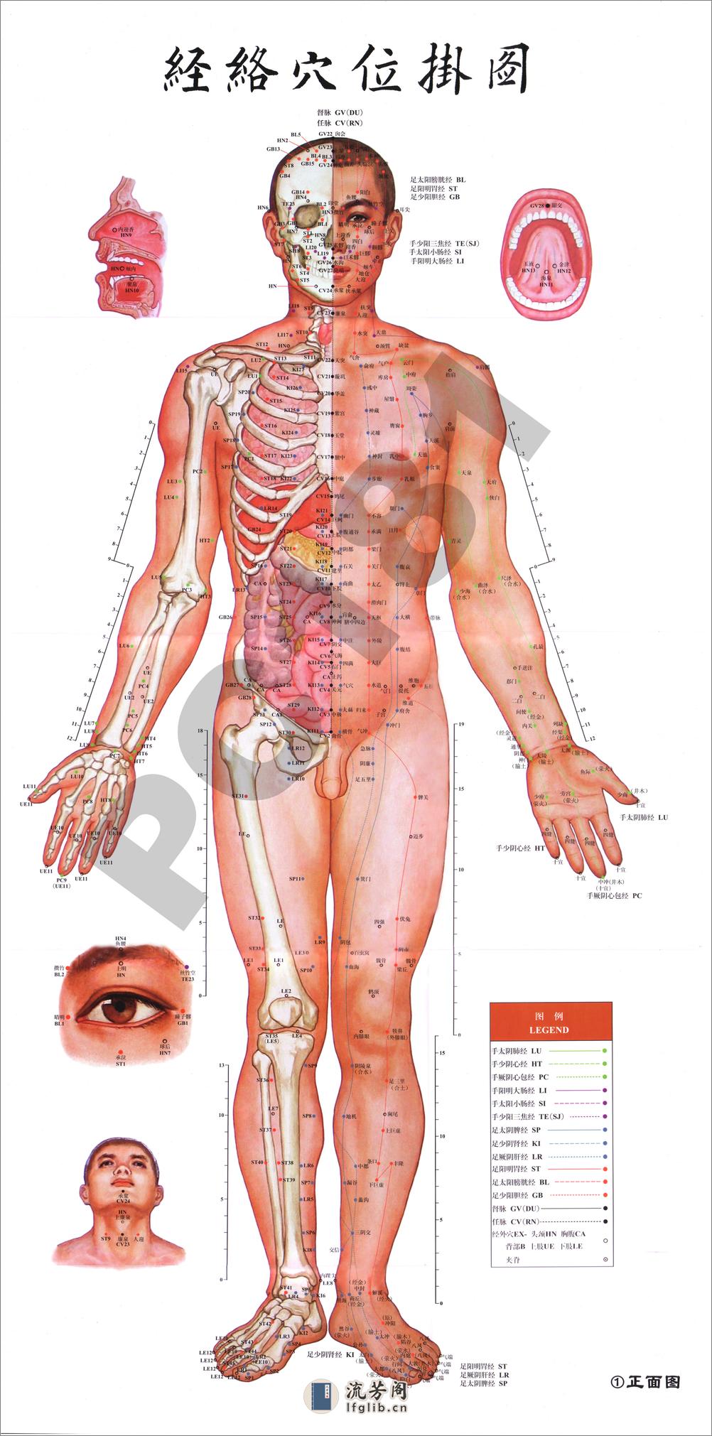 《超大经络穴位图》 - 第1页预览图